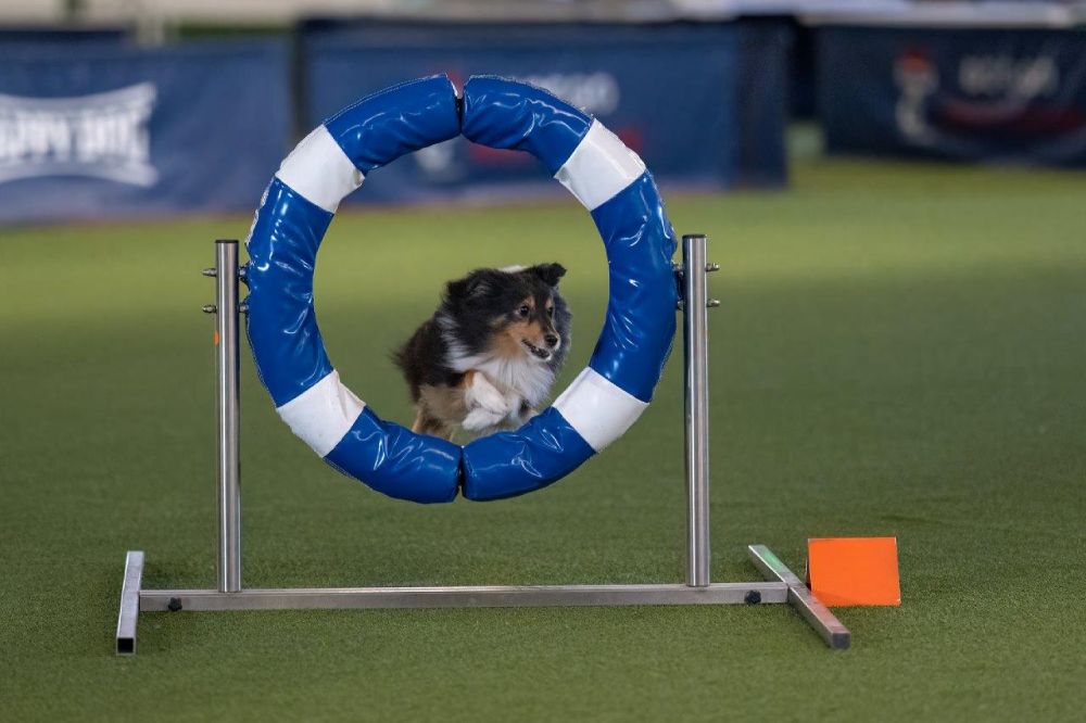 agility sprung 2