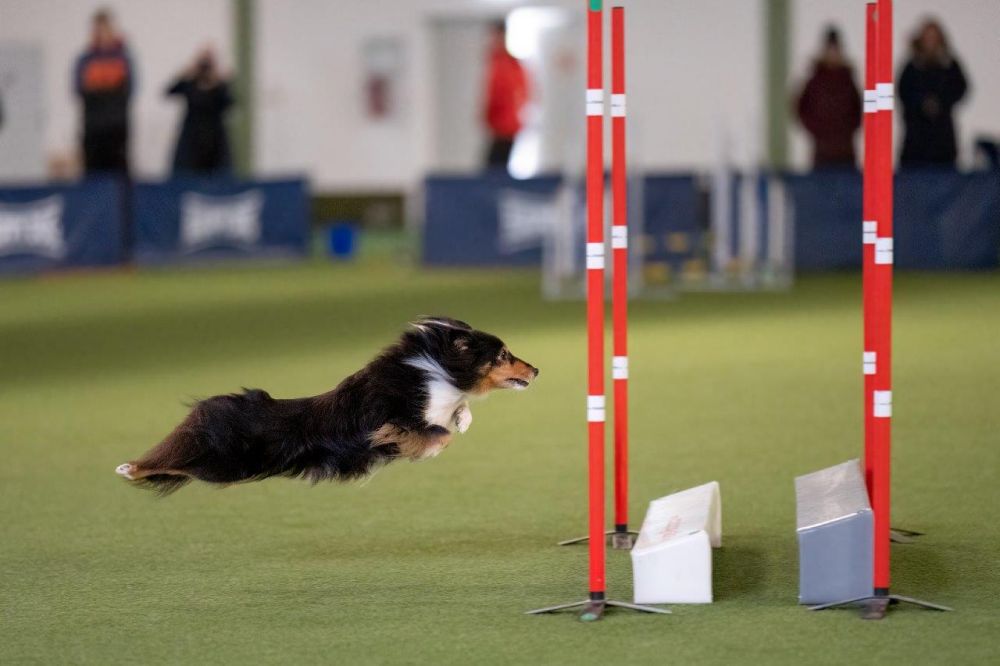 agility sprung