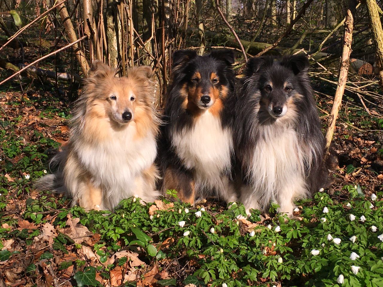 shelties